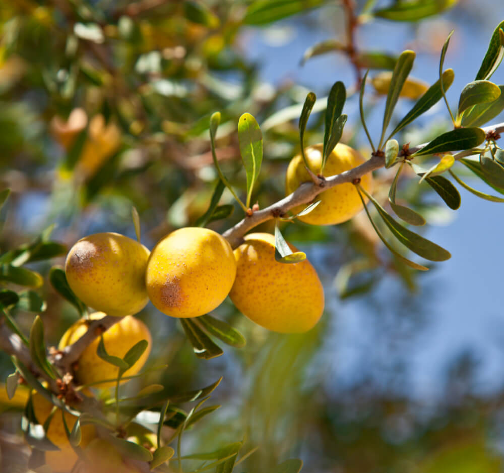 Argan Oil Extract