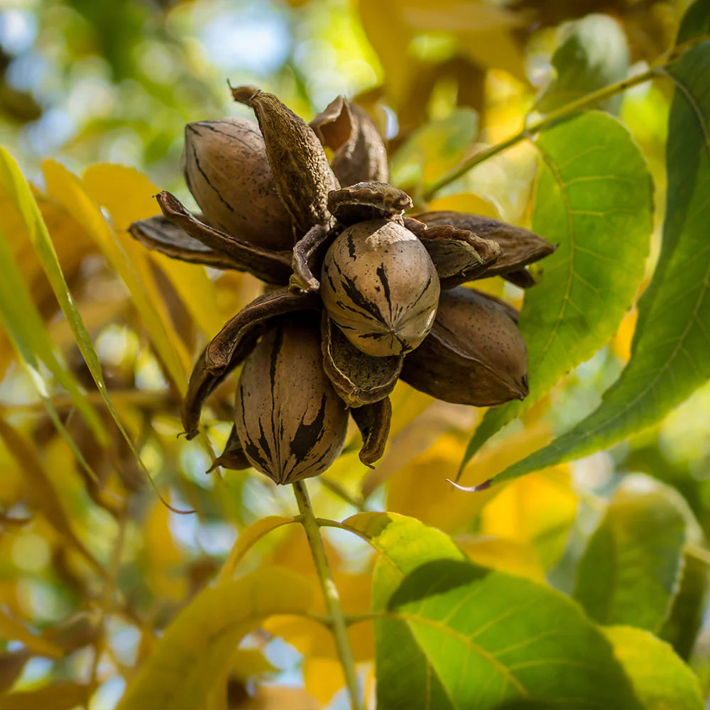 Pecan Extract